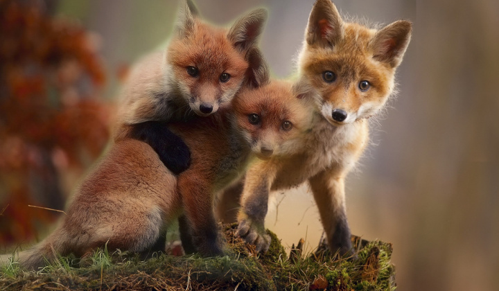 Fotka - Vakcinácia líšok proti besnote-jarná kampaň