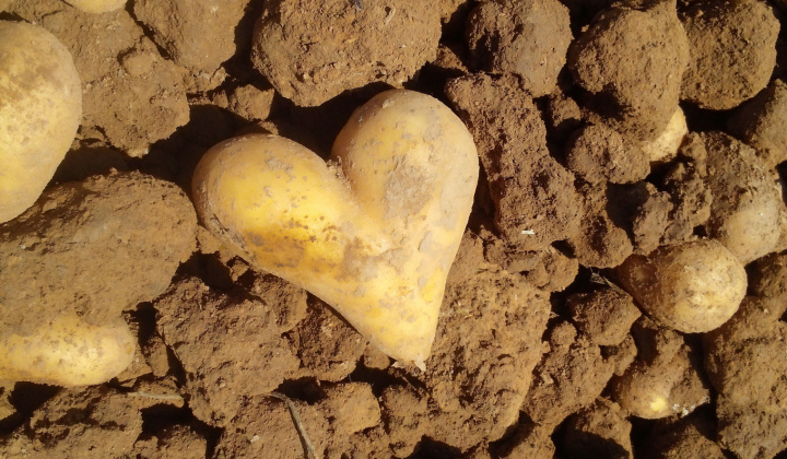 Fotka - Oznam k sadeniu zemiakov